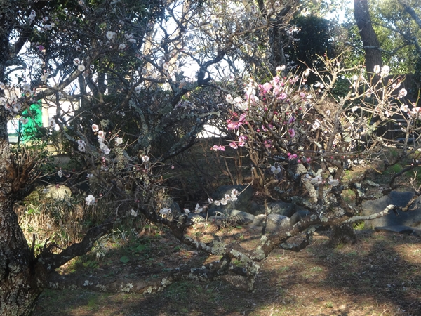 f:id:maronmame:20170221144911j:plain f:id:maronmame:20170221144911j:plain