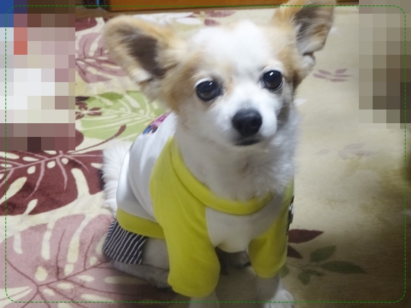 f:id:maronmame:20170328095624j:plain