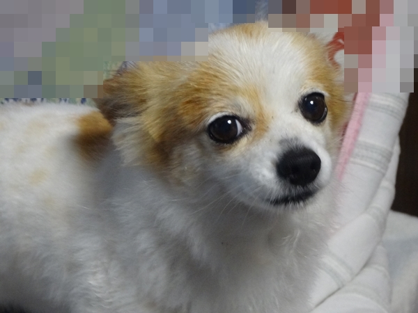 f:id:maronmame:20170427085648j:plain