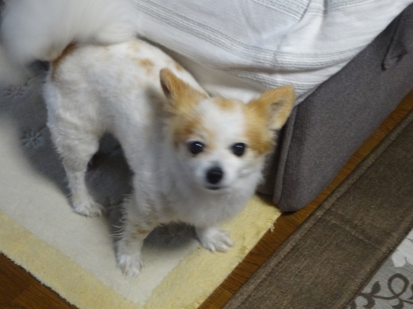 f:id:maronmame:20170427085710j:plain