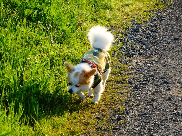 f:id:maronmame:20170430100439j:plain