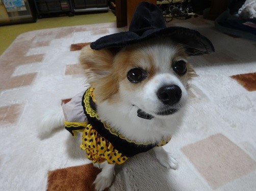 f:id:maronmame:20170506130159j:plain