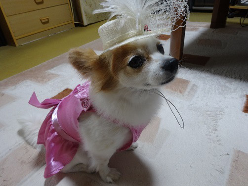 f:id:maronmame:20170506130411j:plain