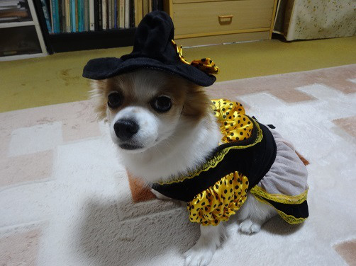 f:id:maronmame:20170506130512j:plain