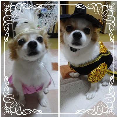 f:id:maronmame:20170506130620j:plain