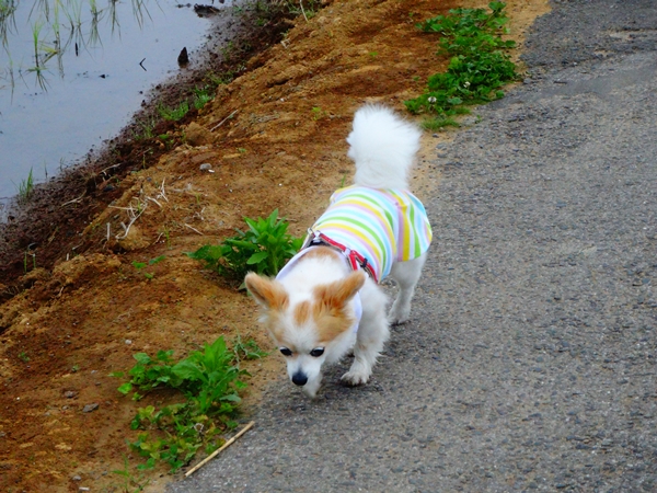 f:id:maronmame:20170507112438j:plain