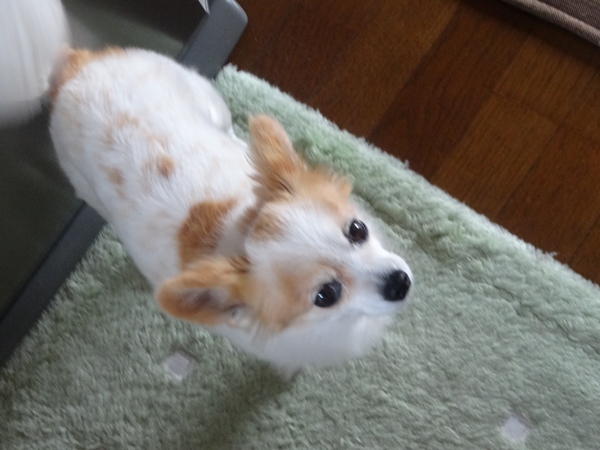 f:id:maronmame:20170509091844j:plain