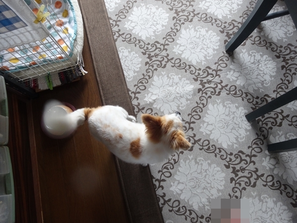 f:id:maronmame:20170509091900j:plain