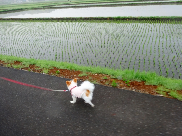 f:id:maronmame:20170511093925j:plain