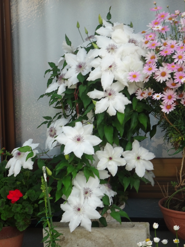 f:id:maronmame:20170513083604j:plain