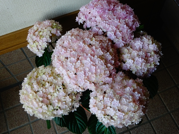 f:id:maronmame:20170513083630j:plain