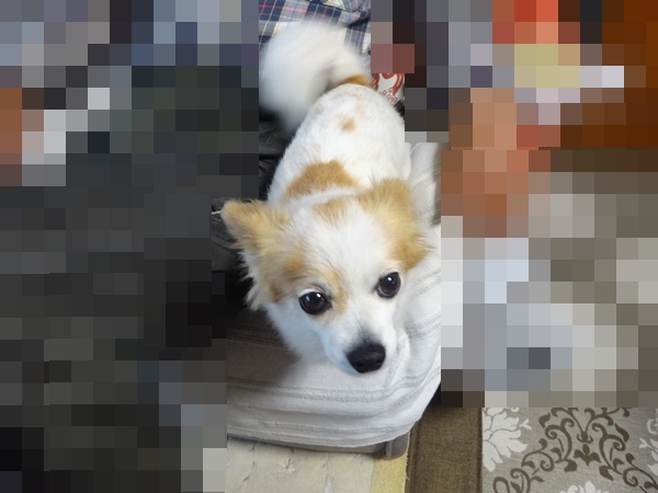 f:id:maronmame:20170513083655j:plain