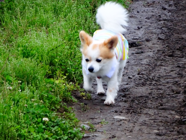 f:id:maronmame:20170515090648j:plain