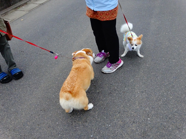 f:id:maronmame:20170515090725j:plain