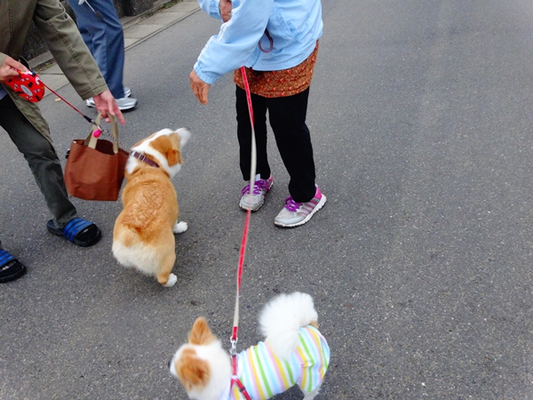 f:id:maronmame:20170515090741j:plain