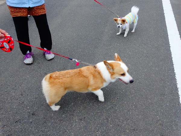 f:id:maronmame:20170515090808j:plain