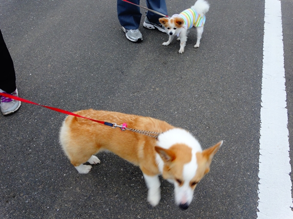 f:id:maronmame:20170515090824j:plain