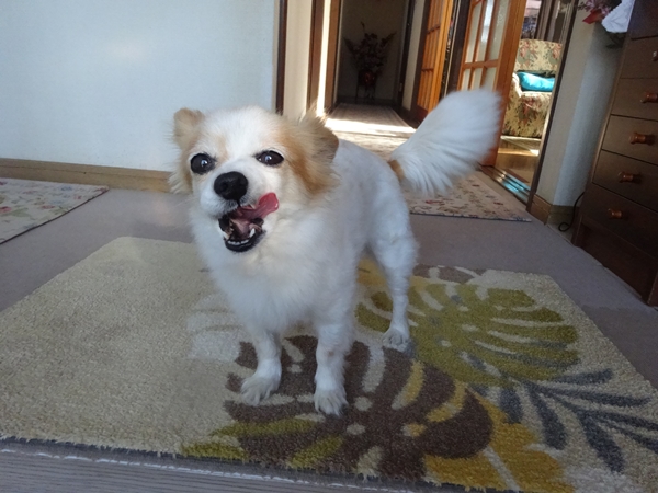 f:id:maronmame:20170515090919j:plain