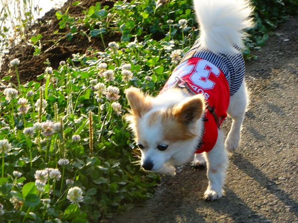 f:id:maronmame:20170519143210j:plain