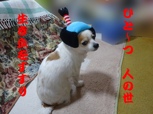 f:id:maronmame:20170521070630j:plain