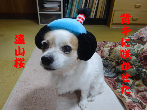 f:id:maronmame:20170521070706j:plain