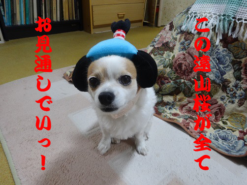 f:id:maronmame:20170521070740j:plain