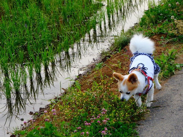 f:id:maronmame:20170524082323j:plain