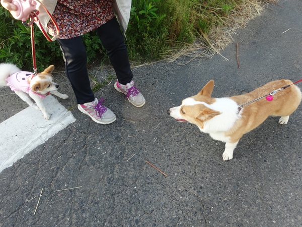 f:id:maronmame:20170524082409j:plain