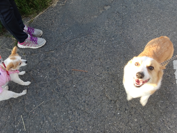 f:id:maronmame:20170524082432j:plain