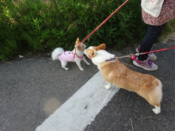 f:id:maronmame:20170524082451j:plain