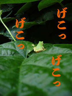 f:id:maronmame:20170601085252j:plain