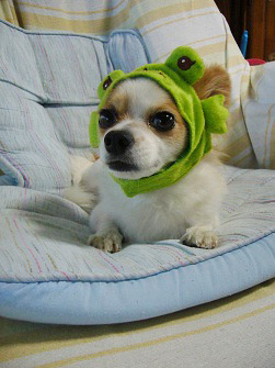 f:id:maronmame:20170601085604j:plain