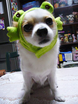 f:id:maronmame:20170601085621j:plain