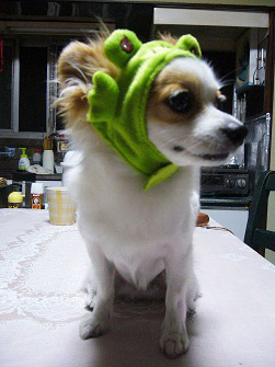 f:id:maronmame:20170601085704j:plain