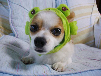 f:id:maronmame:20170601085729j:plain