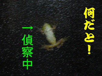 f:id:maronmame:20170601085830j:plain