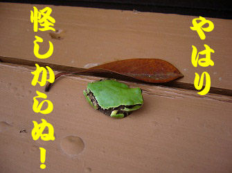 f:id:maronmame:20170601085859j:plain