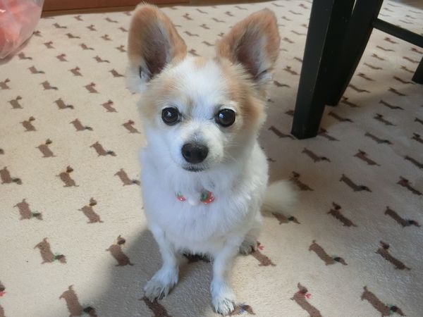 f:id:maronmame:20190308182533j:plain