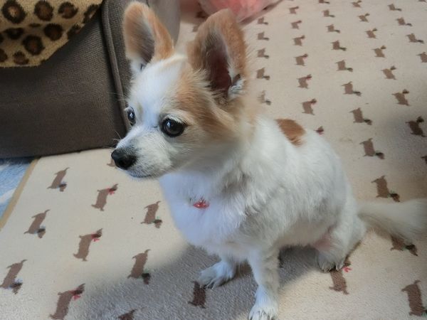 f:id:maronmame:20190308182610j:plain