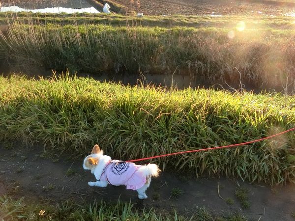 f:id:maronmame:20190308182820j:plain