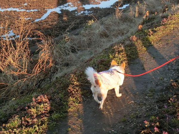 f:id:maronmame:20190308182836j:plain