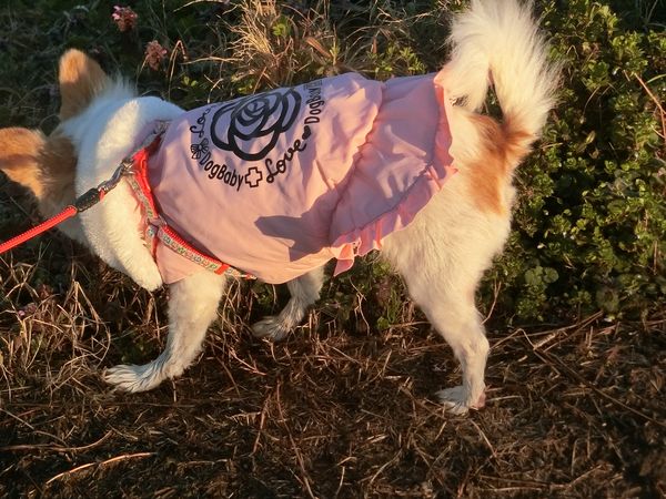 f:id:maronmame:20190308182925j:plain