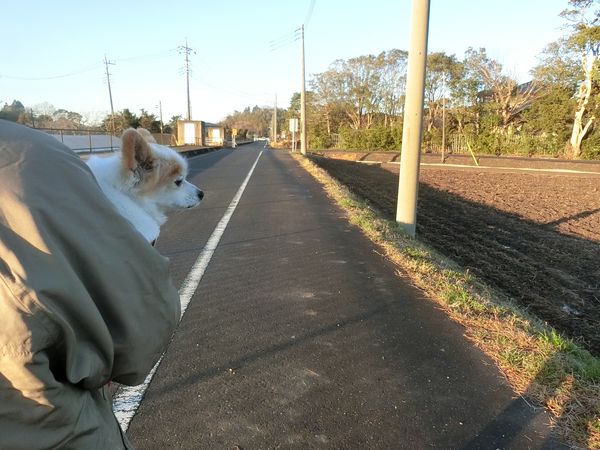 f:id:maronmame:20190308182942j:plain