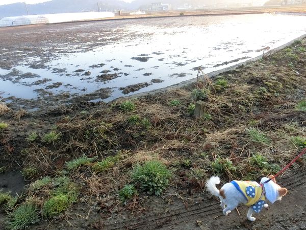 f:id:maronmame:20190313091420j:plain