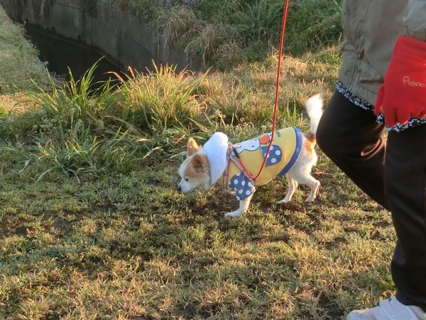 f:id:maronmame:20190313091438j:plain