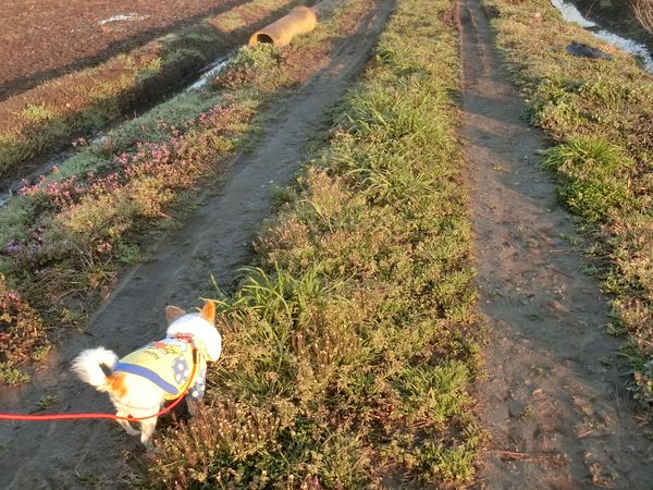 f:id:maronmame:20190313091458j:plain