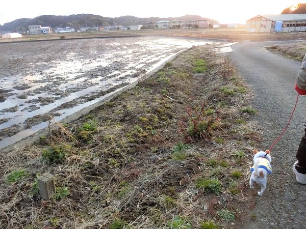 f:id:maronmame:20190315182445j:plain