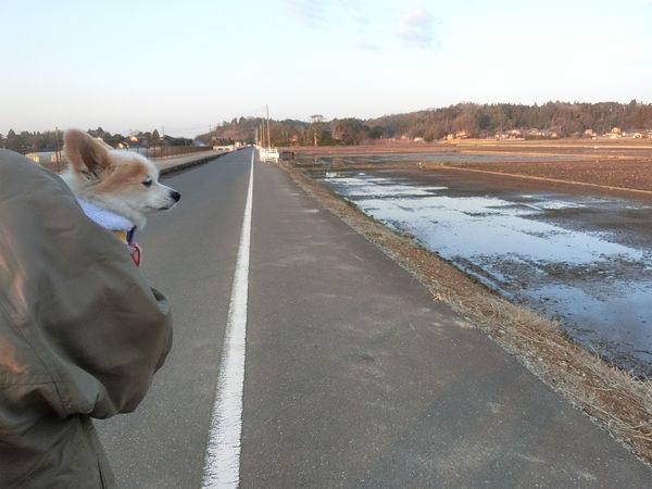 f:id:maronmame:20190315182613j:plain