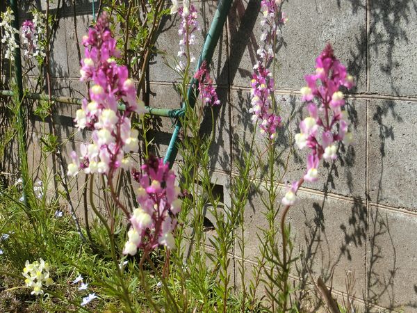 f:id:maronmame:20190315182733j:plain