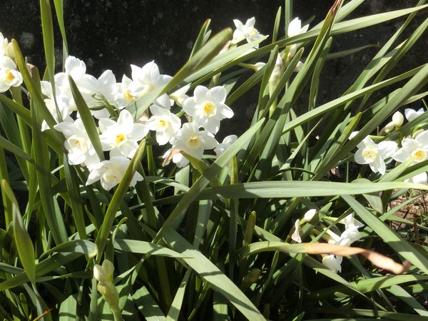 f:id:maronmame:20190315182750j:plain